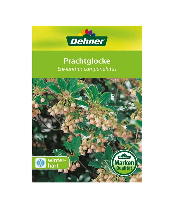 Prachtglocke 2 Prachtglocke – Bild 2