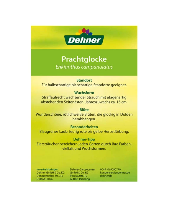 Prachtglocke 3 Prachtglocke – Bild 3