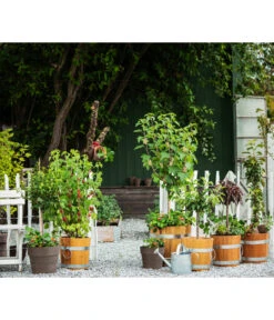 Küferei Kardos Robinienkübel, Rund 6 Küferei Kardos Robinienkübel, Rund -Gartenladen Im Freien 1709096 1709401 1709443 1709732 1709807 1710037 WE MO 002 Robinienkuebelrund