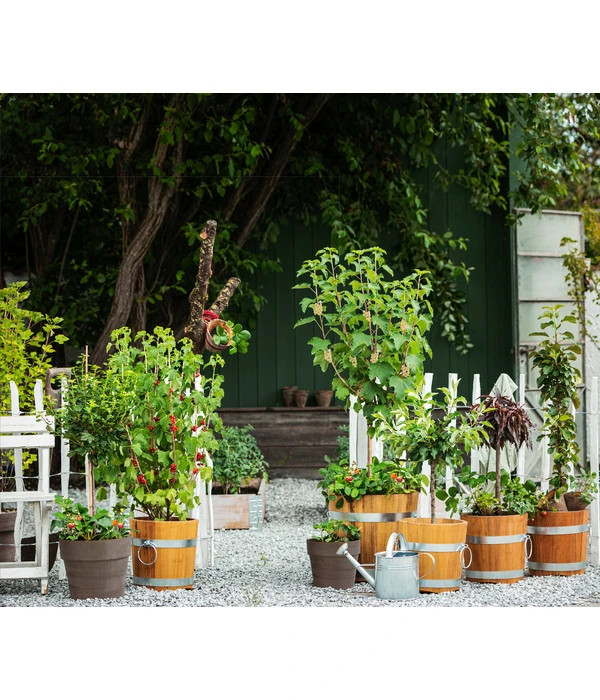 Küferei Kardos Robinienkübel, Rund 3 Küferei Kardos Robinienkübel, Rund – Bild 3