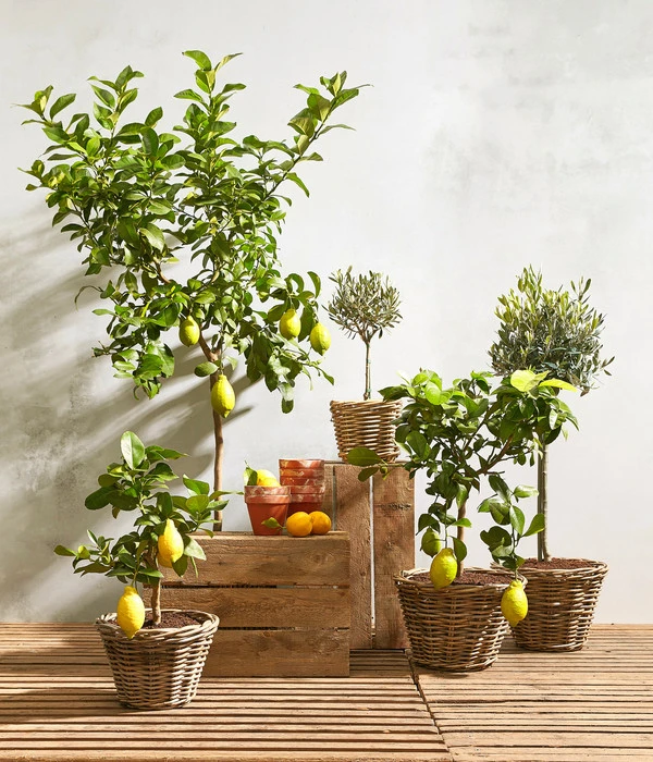 XXL Zitrone, Ca. 155-165 Cm 2 XXL Zitrone, Ca. 155-165 Cm – Bild 2