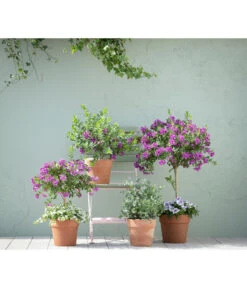 Kreuzblume, Stämmchen -Gartenladen Im Freien 20190418 PR MO 01 KuebelpflanzenPolygalaEucalyptus GC05 01