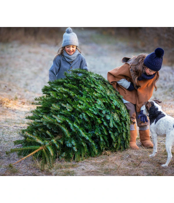 Nordmann-Tanne, Ca. 200-250 Cm, Gesägt 2 Nordmann-Tanne, Ca. 200-250 Cm, Gesägt – Bild 2
