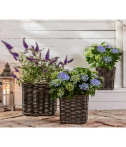 Sommerflieder 'Black Knight' -Gartenladen Im Freien 20200729 7078975 WE MO 002 HortensienBuddleja