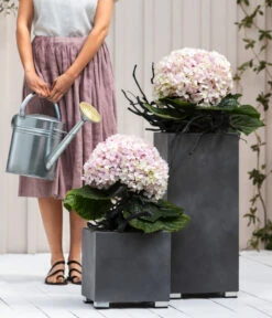 Bauern-Hortensie 'Avantgarde', Blau -Gartenladen Im Freien 20210415 7220155 WE MO 001 HortensieAvantgarde BL08 2022 04