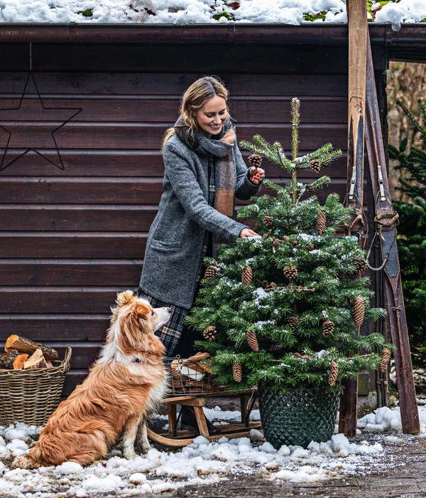 Nordmann-Tanne, Ca. 125-150 Cm, Im Topf Gewachsen 2 Nordmann-Tanne, Ca. 125-150 Cm, Im Topf Gewachsen – Bild 2