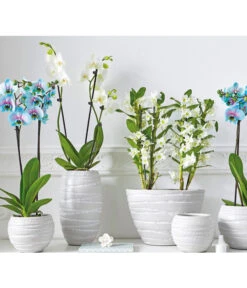 Traubenorchidee -Gartenladen Im Freien 2167989 8250813 PR MO 001 ExklusivOrchideenthemaSara