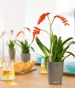 LECHUZA® DELTINI, All-in-One-Set -Gartenladen Im Freien 2425130 WE MO 001 MINIDELTINItaupehochglanz