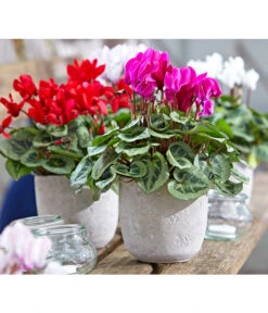 Dehner Beton-Übertopf Jimmy, Rund, Hellgrau -Gartenladen Im Freien 2791507 PR MO 001 TopfJimmyGrauUveSauer