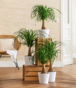 Dehner Keramik-Übertopf Basic, Rund -Gartenladen Im Freien 3231412 WE MO 001 TopfBasicWeiss