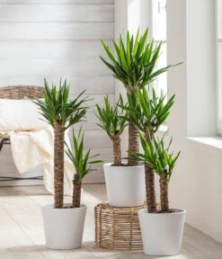 Dehner Keramik-Übertopf Basic, Rund -Gartenladen Im Freien 3231560 WE MO 001 TopfBasicWeiss