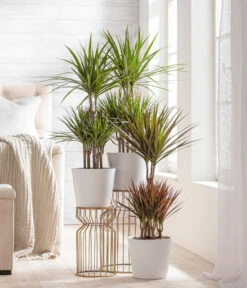 Dehner Keramik-Übertopf Basic, Rund -Gartenladen Im Freien 3231560 WE MO 002 TopfBasicWeiss