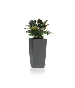 LECHUZA® MAXI/MINI-CUBI, All-in-One-Set -Gartenladen Im Freien 3468618 WE FS 002 MaxiCubiAnthrazitLechuza