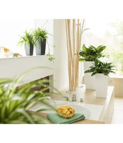 LECHUZA® MAXI/MINI-CUBI, All-in-One-Set -Gartenladen Im Freien 3532264 3683836 2424984 3468618 WE MO 007 CubicoPremiumWeissMinIMaxiCubiAnthrazitNeu