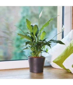 Seramis Pflanz-Granulat Für Zimmerpflanzen 9 Seramis Pflanz-Granulat Für Zimmerpflanzen -Gartenladen Im Freien 394643 WE MO 004 SeramisPflanzgranulat 394650 394668 396721