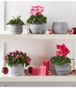 Zimmerazalee - Rhododendron Simsii -Gartenladen Im Freien 4021010 PR MO 002 8205163 8217903 8283640 8620528 AzaleeAlpenveilchenIndiakaMidiCyclameRhododendronTopfMatzMarlonGrauWeiss