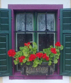 Roto Kunststoff-Pflanzkasten Planika, Rechteckig, Dunkelgrau, Ca. B49,5/H18,5/T20,5 Cm -Gartenladen Im Freien 4145769 WE MO 002 RotoKastenPlanika