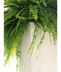 Fleur Ami Polystone-Raumteiler Divide, Rechteckig, Ca. B100/H30/T35 Cm -Gartenladen Im Freien 4184016 WE DE 002 PolystRaumteil100x35x30Creme