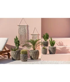 Feigenkaktus - Opuntia Consolea -Gartenladen Im Freien 4432415 PR MO 001 KeramikTopfNero