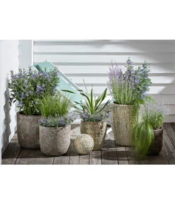 Blauraute 'Blue Spire' -Gartenladen Im Freien 4435640 PR MO 003 KeramikTopfBungxe