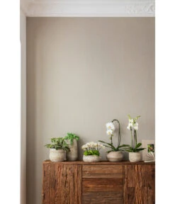 Elefantenohr - Kalanchoe Beharensis -Gartenladen Im Freien 4473492 PR MO 001 OrchideenkeramikFrayaHellbraun 4473500 4473518 4473534 4473542