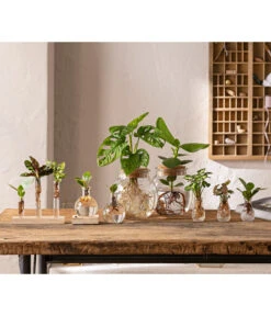 Waterplant Balsamapfel Im Kugelglas - Clusia Rosea 'Princess', Mit LED -Gartenladen Im Freien 6125066 WE MO 001 WaterPlants 1