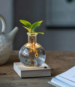 Gartenladen Im Freien -Gartenladen Im Freien 6125074 WE MO 001 WaterPlantClusiaLED