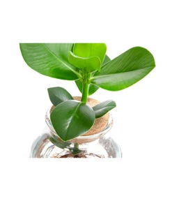 Waterplant Balsamapfel Im Kugelglas - Clusia Rosea 'Princess', Ca. 30 Cm 7 Waterplant Balsamapfel Im Kugelglas - Clusia Rosea 'Princess', Ca. 30 Cm -Gartenladen Im Freien 6125082 WE DE 001 WaterPlantsClusia12cm