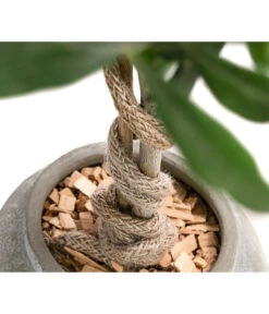 Olive, Stamm, In Keramik, Ca. Ø17/H90 Cm 9 Olive, Stamm, In Keramik, Ca. Ø17/H90 Cm -Gartenladen Im Freien 6267579 WE DE 002 OleaEurop Stamm90cmGrau