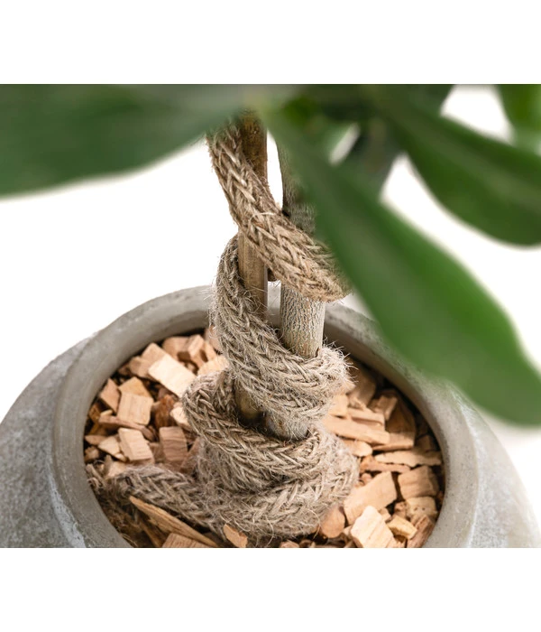 Olive, Stamm, In Keramik, Ca. Ø17/H90 Cm 4 Olive, Stamm, In Keramik, Ca. Ø17/H90 Cm – Bild 4