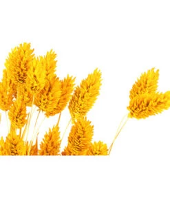 Trockenblumenbund Glanzgras, Gelb -Gartenladen Im Freien 6284202 PR DE 001 GlanzgrasgelbBundDehnerExpressHerzig