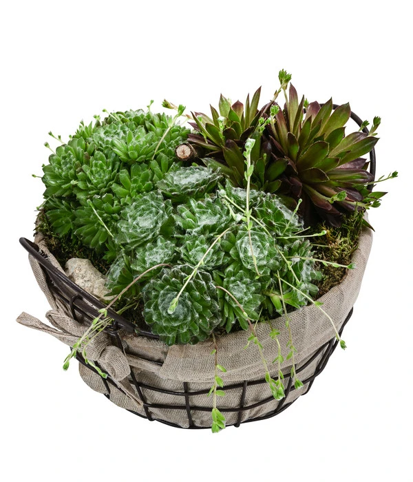 Hauswurz-Arrangement Landhaus Garten, In Metall-Korb 1 Hauswurz-Arrangement Landhaus Garten, In Metall-Korb
