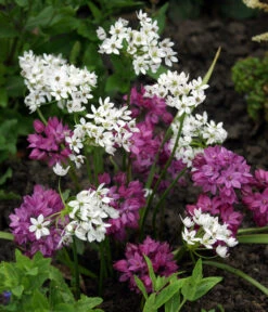 Dehner Blumenzwiebel 5 Monate Blütenpracht, 200 Stk. -Gartenladen Im Freien 6617286 WE MO 002 DehnerBlumenzwiebel5MonateBlumenpaket