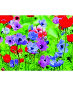 Dehner Blumenzwiebel 5 Monate Blütenpracht, 200 Stk. -Gartenladen Im Freien 6617286 WE MO 003 DehnerBlumenzwiebel5MonateBlumenpaket