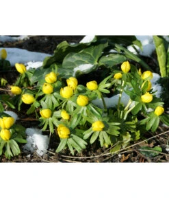 Dehner Blumenzwiebel 5 Monate Blütenpracht, 200 Stk. -Gartenladen Im Freien 6617286 WE MO 004 DehnerBlumenzwiebel5MonateBlumenpaket