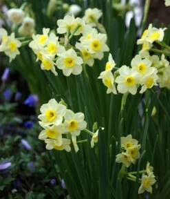 Dehner Blumenzwiebel 5 Monate Blütenpracht, 200 Stk. -Gartenladen Im Freien 6617286 WE MO 005 DehnerBlumenzwiebel5MonateBlumenpaket