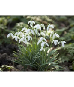 Dehner Blumenzwiebel 5 Monate Blütenpracht, 200 Stk. -Gartenladen Im Freien 6617286 WE MO 006 DehnerBlumenzwiebel5MonateBlumenpaket