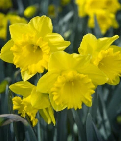 Dehner Blumenzwiebel 5 Monate Blütenpracht, 200 Stk. -Gartenladen Im Freien 6617286 WE MO 007 DehnerBlumenzwiebel5MonateBlumenpaket