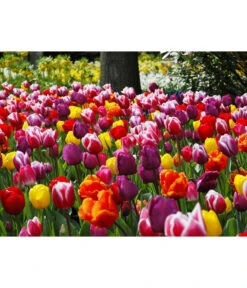 Dehner Blumenzwiebel 5 Monate Blütenpracht, 200 Stk. -Gartenladen Im Freien 6617286 WE MO 010 DehnerBlumenzwiebel5MonateBlumenpaket