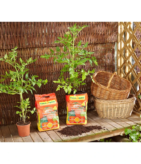 Floragard Aktiv Tomaten- Und Gemüseerde 2 Floragard Aktiv Tomaten- Und Gemüseerde – Bild 2