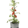 Gusta Garden Tomatentopf Tom Tomato, Ca. B35/H135/T28 Cm