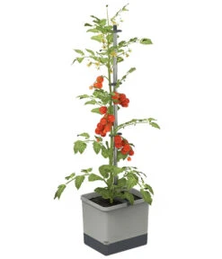 Gusta Garden Tomatentopf Tom Tomato, Ca. B35/H135/T28 Cm