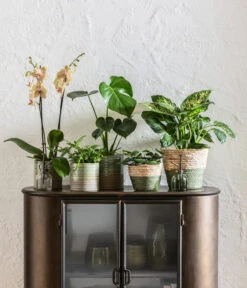 Dieffenbachie - Dieffenbachia Seguine Compacta 6 Dieffenbachie - Dieffenbachia Seguine Compacta -Gartenladen Im Freien 6842892 6735286 6842892 6842900 WE MO 001 KorbPhilGruen