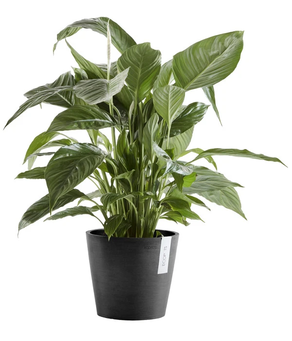 Ecopots Kunststoff-Topf Amsterdam Mit Wassersystem, Rund 2 Ecopots Kunststoff-Topf Amsterdam Mit Wassersystem, Rund – Bild 2