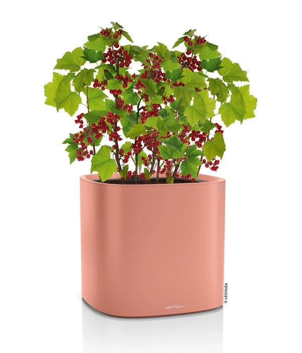 LECHUZA® Kunststoff-Topf Pila Color Planter, Rund, Ca. Ø35/H33 Cm 2 LECHUZA® Kunststoff-Topf Pila Color Planter, Rund, Ca. Ø35/H33 Cm – Bild 2