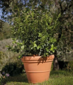 Farmet New Kunststoff-Topf Impruneta, Rund, Terrakotta, Inkl. Untersetzer -Gartenladen Im Freien 6965271 WE MO 001 FarmetNewKunststoffBlumentopfImprunetarundterrakotta