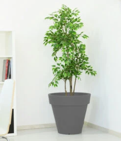 Farmet New Kunststoff-Topf Pegasus, Konisch, Inkl. Untersetzer, Ca. Ø60/H55 Cm -Gartenladen Im Freien 6965685 WE MO 001 FarmetNewKunststoffTopfPegasuskonisch