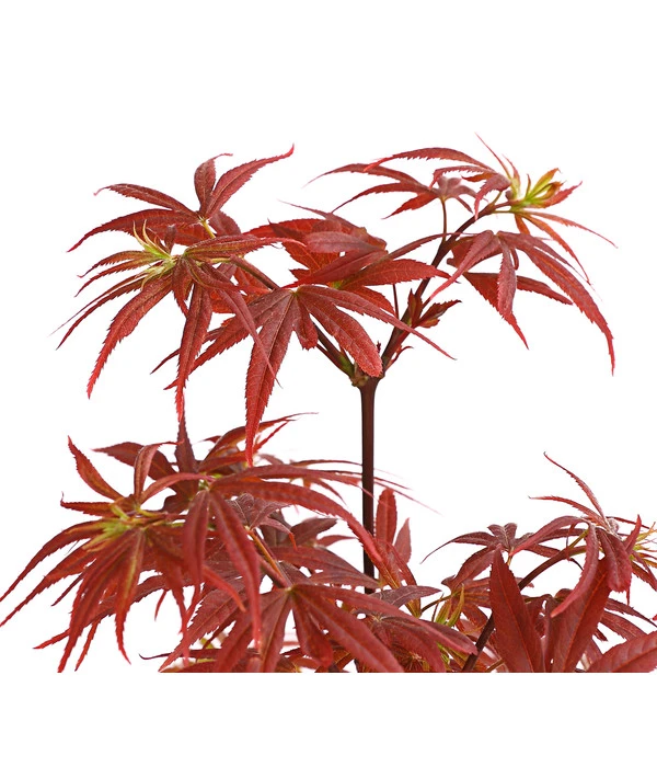 Fächerahorn 'Shaina' 2 Fächerahorn 'Shaina' – Bild 2