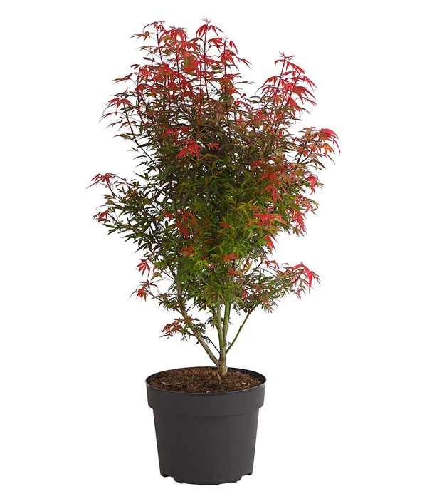 Fächerahorn 'Shaina' 1 Fächerahorn 'Shaina'