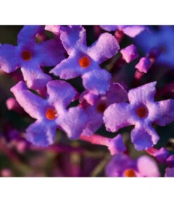 Sommerflieder 'Black Knight' -Gartenladen Im Freien 7078918 WE DE 002 BuddleijaSommerflieder Pixabay